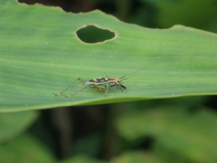 Phylloscyrtus