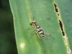 Phylloscyrtus