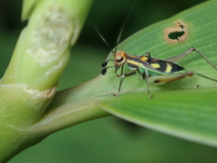 Phylloscyrtus