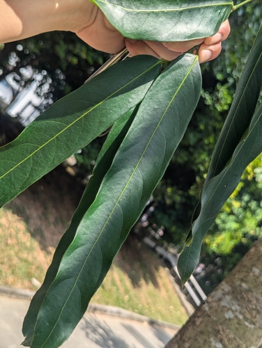 Hydnocarpus castaneus observed 2024-07-26