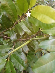 Mascarenhasia