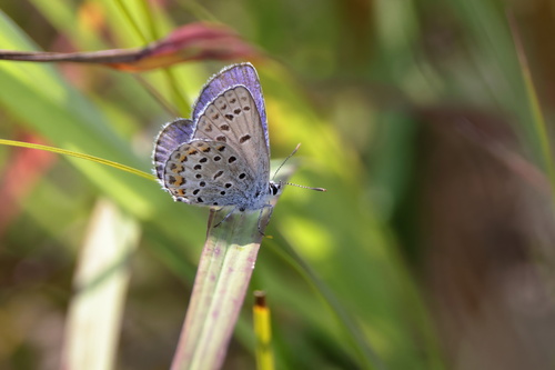 Karner Blue photo 4