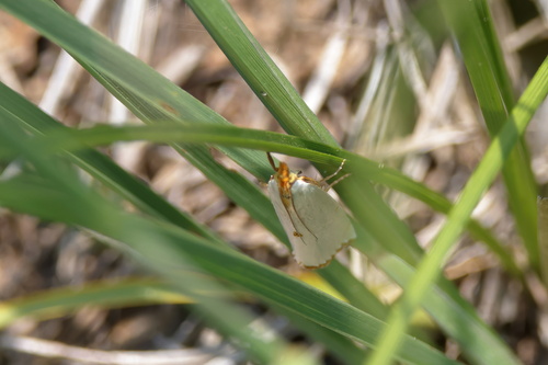 Mother-of-Pearl Moth photo 5