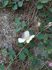 Capparis