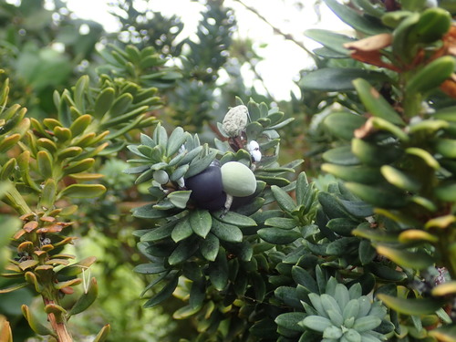 Podocarpus brassii