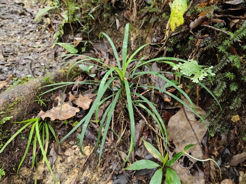 Ophiopogon caulescens iNat (1)