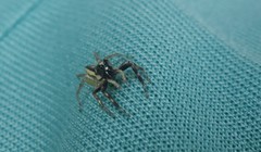 Phintelloides versicolor