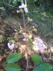 Dichaetanthera