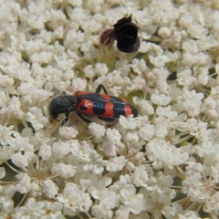 Trichodes leucopsideus