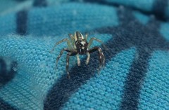 Phintelloides versicolor