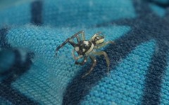 Phintelloides versicolor