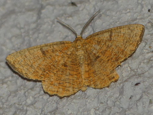 Angerona prunaria