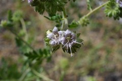 Phacelia cicutaria