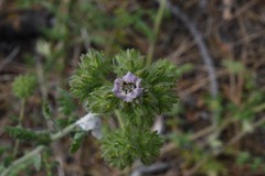 Phacelia cicutaria