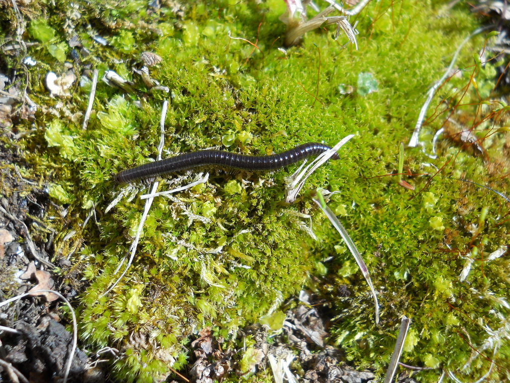 Leptoiulus tigirek