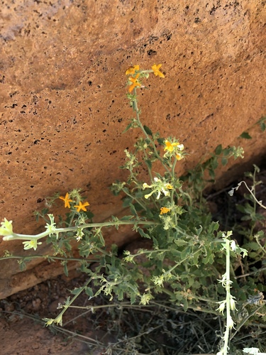 Jamesbrittenia chenopodioides image