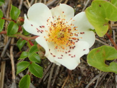 Rosa lucieae