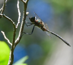 Dorocordulia lepida