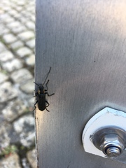 Cantharis obscura
