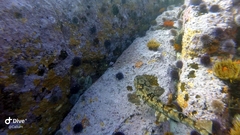 Haploblepharus pictus