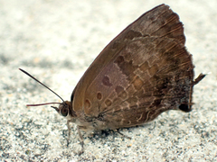 Arhopala bazalus