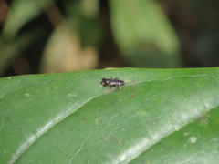 Periscelididae