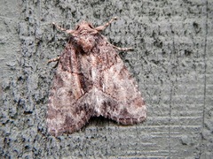 Chytonix