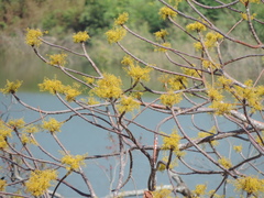 Sterculia quinqueloba