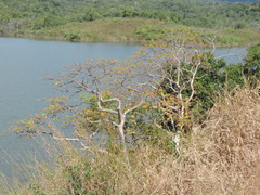 Sterculia quinqueloba
