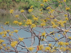 Sterculia quinqueloba