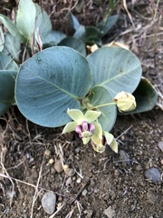 Asclepias cryptoceras davisii