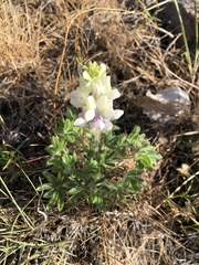 Lupinus malacophyllus