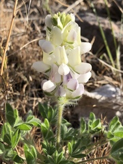 Lupinus malacophyllus