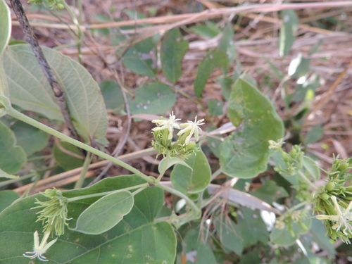 Paederia bojeriana subsp. foetens image
