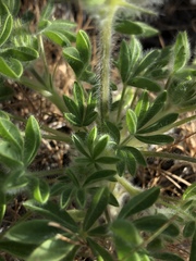 Lupinus malacophyllus