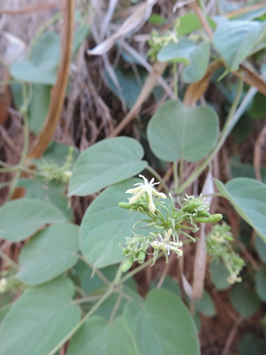 Paederia bojeriana image