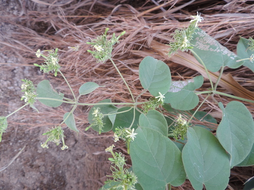 Paederia bojeriana image