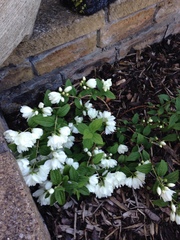 Philadelphus × virginalis