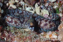 Gymnothorax chilospilus