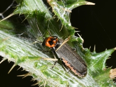 Cyrtomoptera divisa