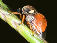 Acroceridae