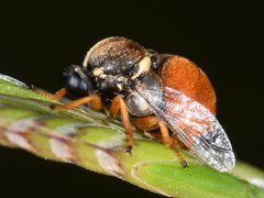 Acroceridae