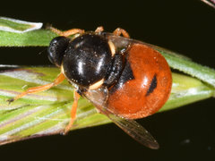 Acroceridae