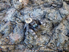 Phidippus borealis