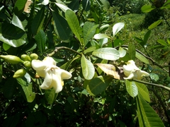 Tabernaemontaninae