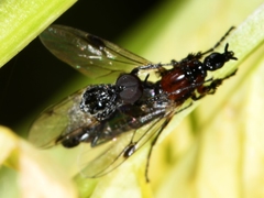 Dilophus strigilatus