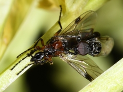 Dilophus strigilatus
