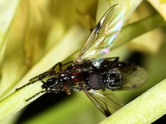 Dilophus strigilatus