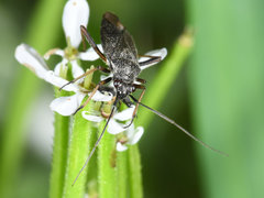 Irbisia californica