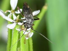 Irbisia californica